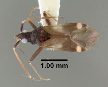 Media type: image;   Entomology 619482 Aspect: habitus dorsal view